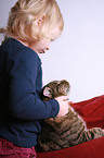 domestic cat