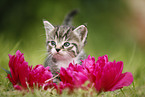 kitten