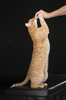 domestic cat on her hind legs