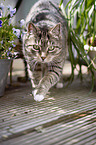 walking domestic cat