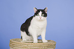 sitting domestic cat