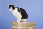 sitting domestic cat