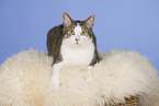 sitting domestic cat