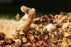 rolling cat
