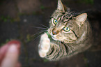 domestic cat wants treat