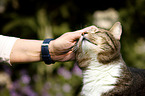 domestic cat portrait