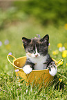domestic kitten