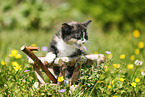 domestic kitten