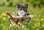domestic kitten
