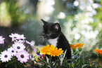 domestic kitten