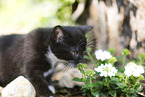 domestic kitten
