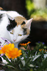 Calico