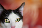 domestic cat eyes