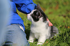 kitten