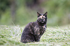 domestic cat