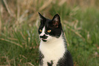 cat portrait