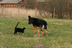 cat and dog