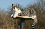 lying cat