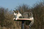 lying cat