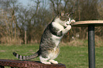 playing cat