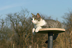 lying cat