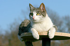 lying cat