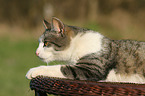 lying cat