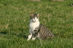 sitting cat