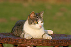 lying cat
