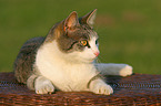 lying cat