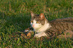 lying cat