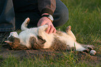 fondling a cat