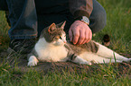 lying cat