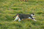 running cat
