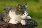 lying cat