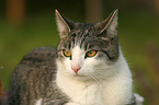 cat portrait