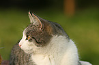 cat portrait