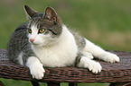 lying cat