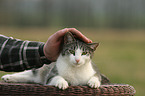 lying cat