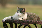 lying cat