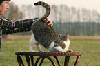 cat