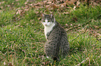 sitting cat