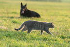 dog and cat