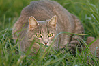 lying cat