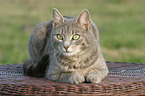 lying cat