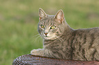 lying cat