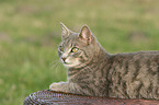 lying cat