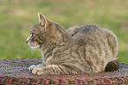 lying cat