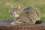 lying cat