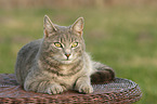 lying cat